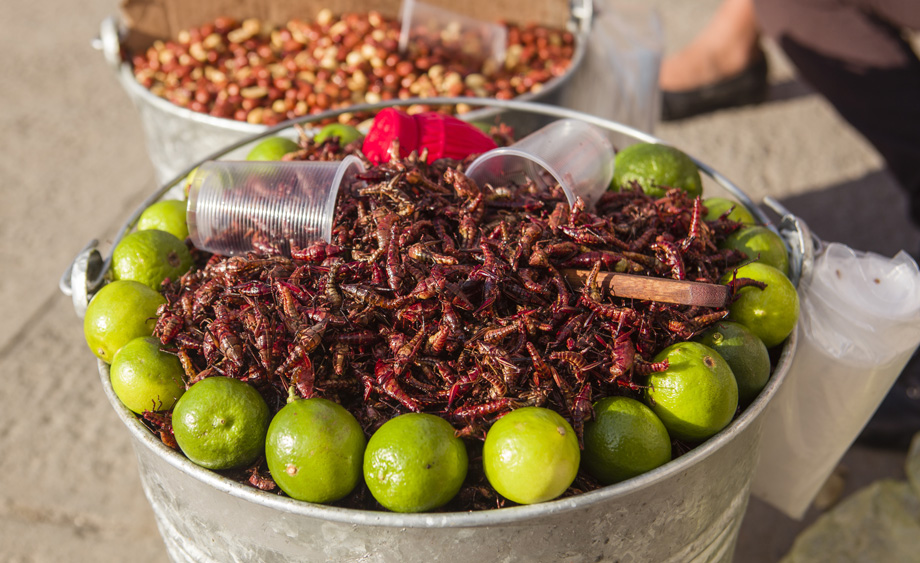 si-comemos-insectos-y-son-deliciosos.jpg