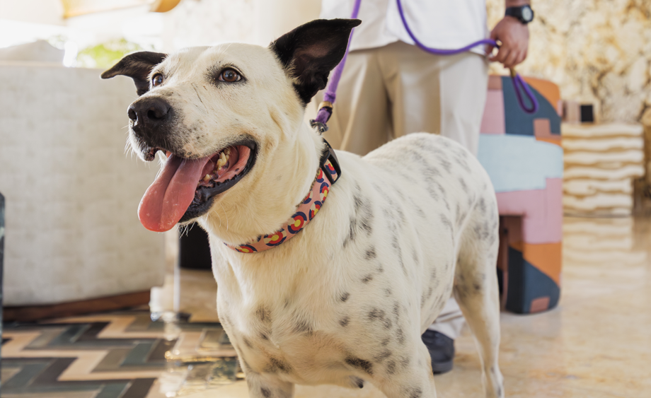 si-en-marival-distinct-handwritten-collection-aceptamos-perros.png